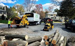 Best Tree Removal  in Menands, NY