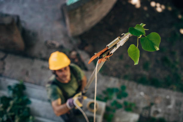 Best Tree Trimming and Pruning  in Menands, NY