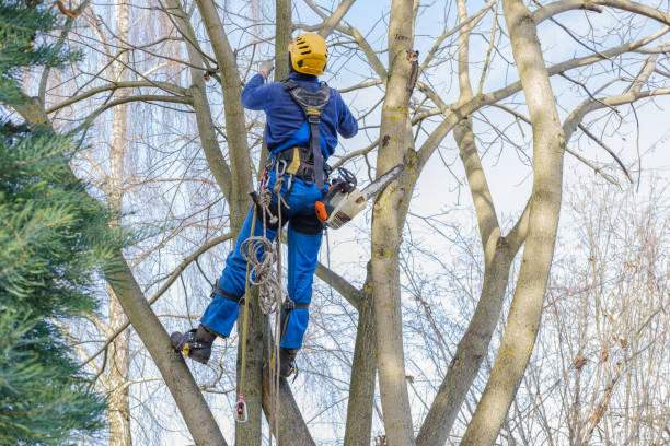 Best Organic Lawn Care Solutions  in Menands, NY
