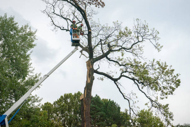 Best Root Management and Removal  in Menands, NY