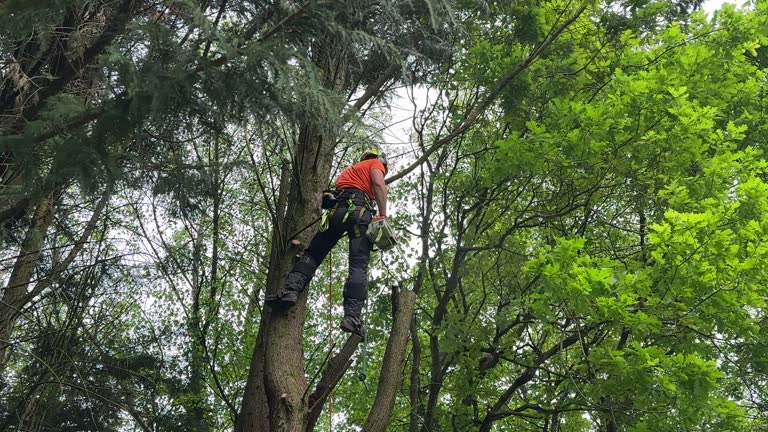 Best Tree Health Inspection  in Menands, NY