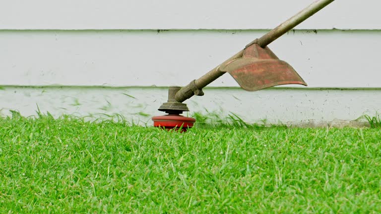Best Tree Maintenance Programs  in Menands, NY