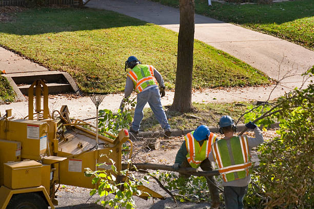 Best Tree Disease Treatment  in Menands, NY