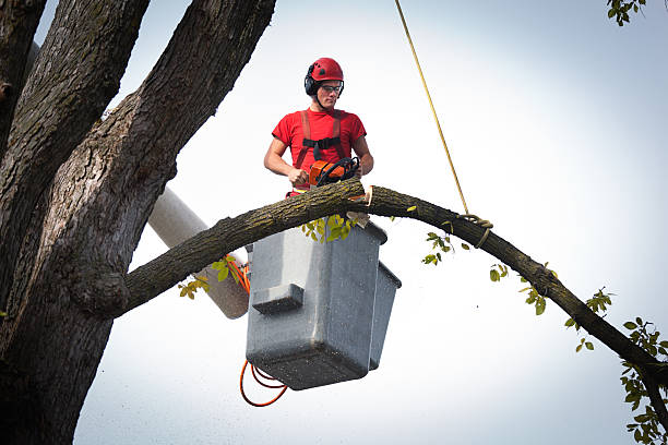 Trusted Menands, NY Tree Services Experts