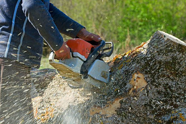 Best Emergency Tree Removal  in Menands, NY