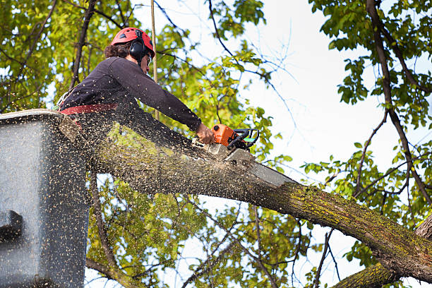 Best Lawn Watering Services  in Menands, NY