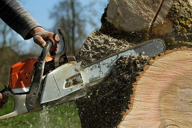 Best Tree Preservation Services  in Menands, NY