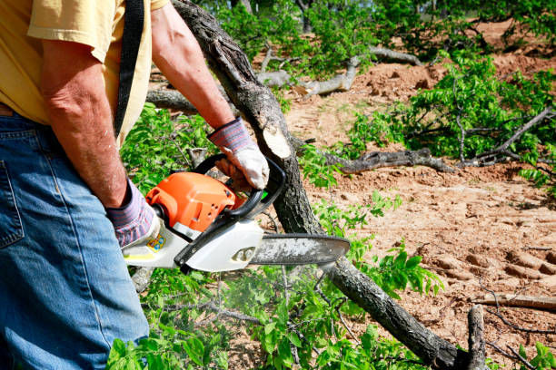 Best Lawn Pest Prevention  in Menands, NY
